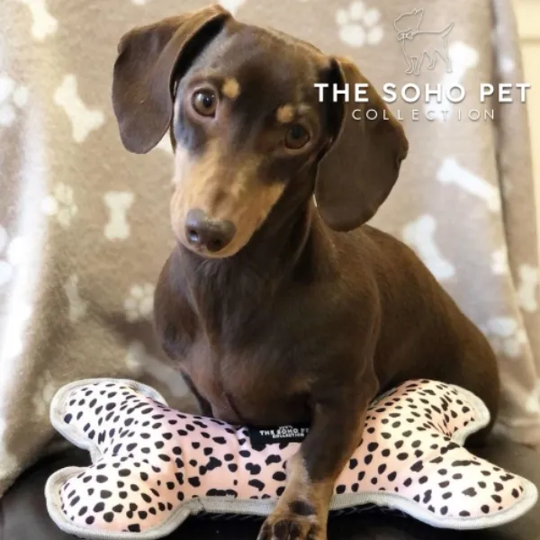 Dalmation/Zigzag Patterned Reversible Bone Toy